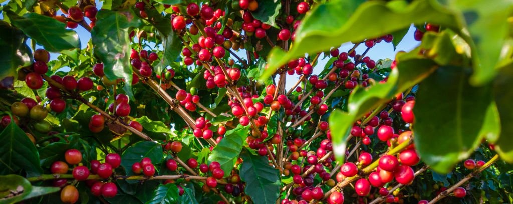 Members at a field day
